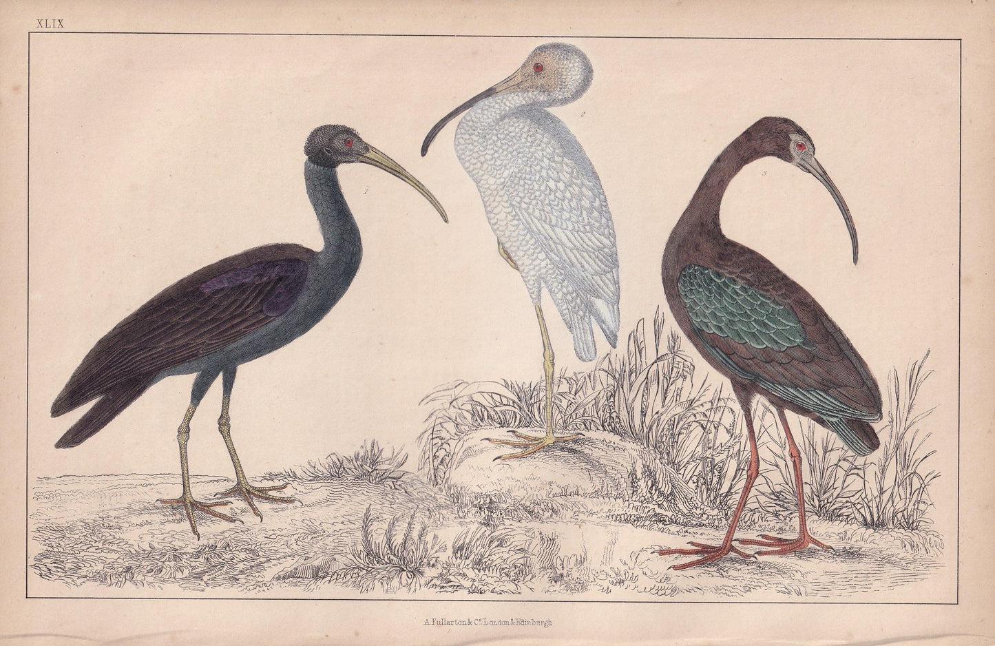 1850 IBIS Bird Print - Original Hand-Coloured Engraving - Bird Wall Art - Antique Bird Print - Bird Decor - 10 x 6.4 Inches