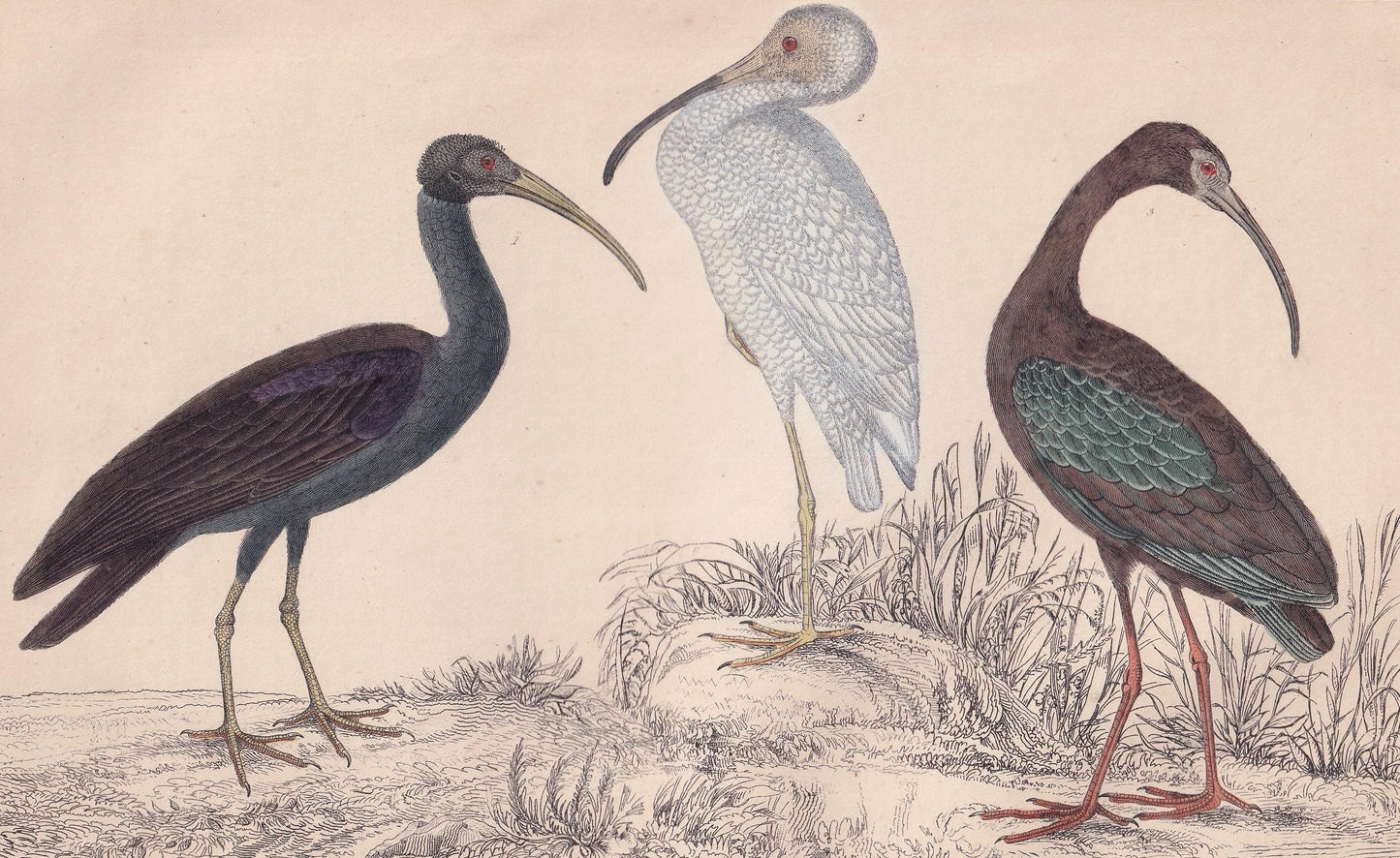 1850 IBIS Bird Print - Original Hand-Coloured Engraving - Bird Wall Art - Antique Bird Print - Bird Decor - 10 x 6.4 Inches