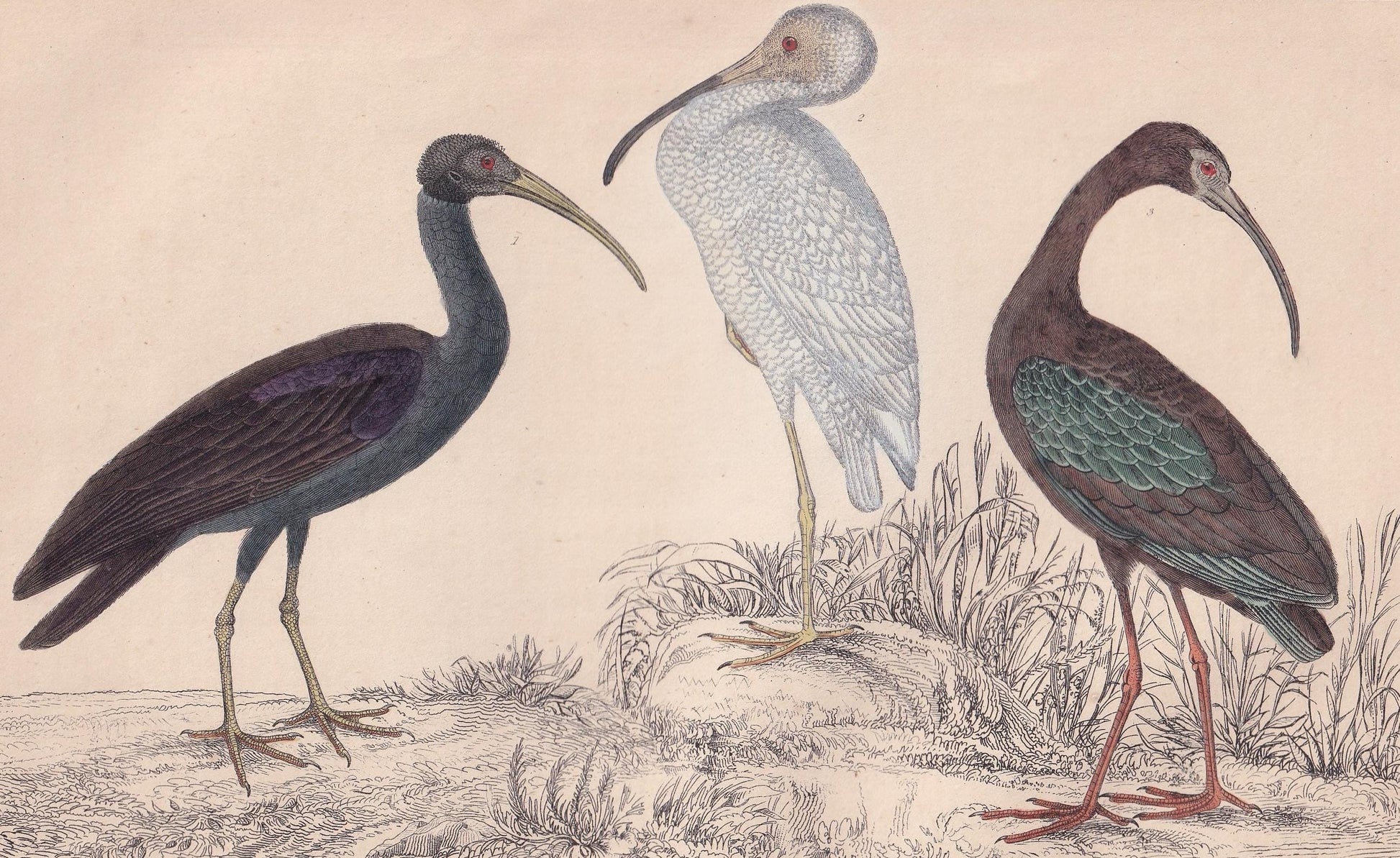 1850 IBIS Bird Print - Original Hand-Coloured Engraving - Bird Wall Art - Antique Bird Print - Bird Decor - 10 x 6.4 Inches