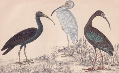 1850 IBIS Bird Print - Original Hand-Coloured Engraving - Bird Wall Art - Antique Bird Print - Bird Decor - 10 x 6.4 Inches