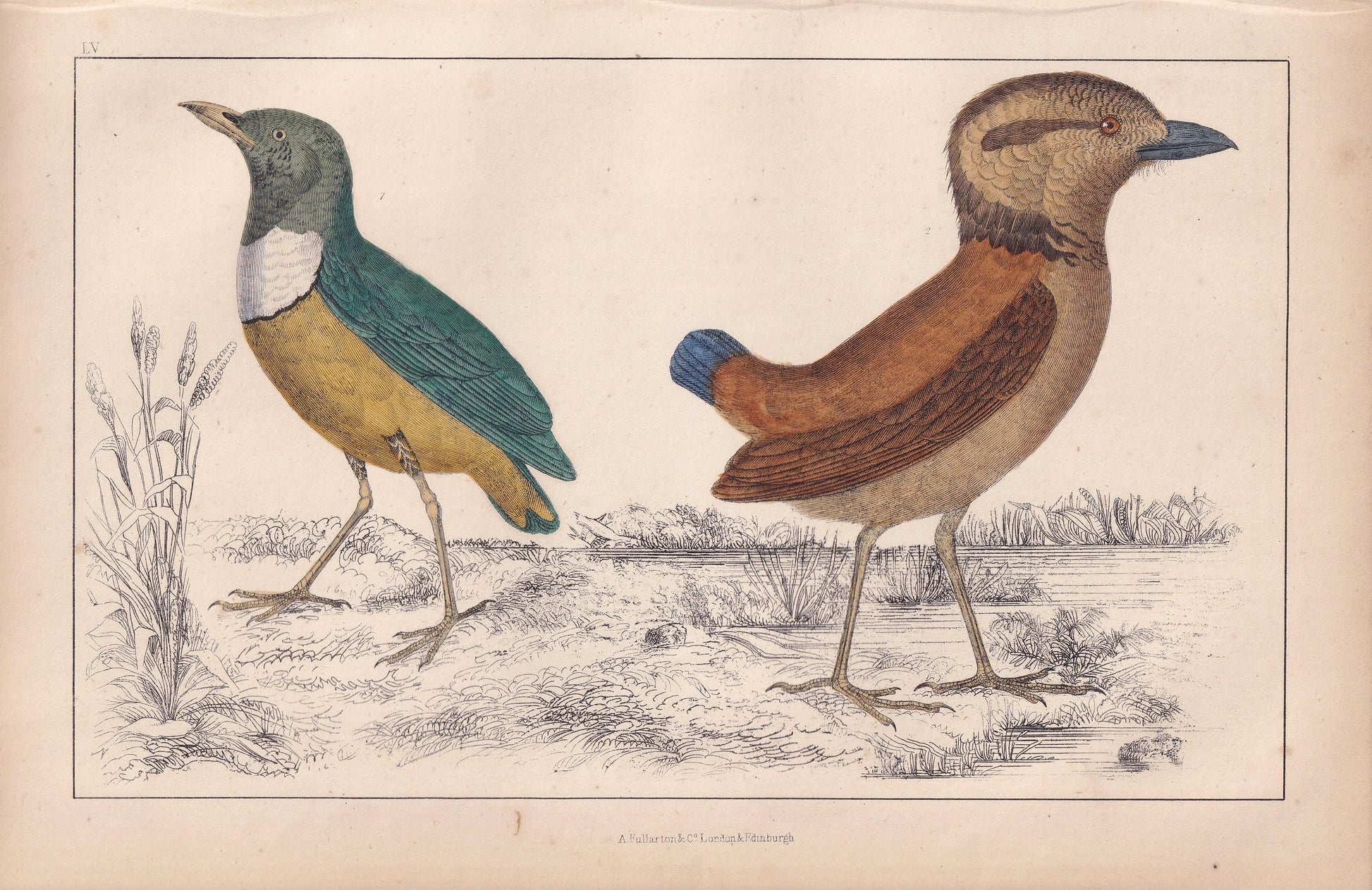 1850 PITTA Bird Print - Original Hand-Coloured Engraving - Bird Wall Art - Antique Bird Print - Bird Decor - 10 x 6.4 Inches