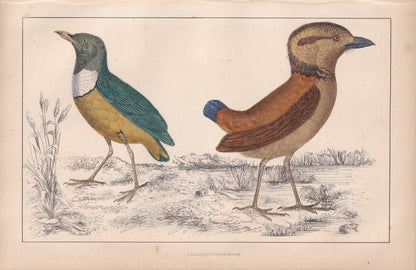 1850 PITTA Bird Print - Original Hand-Coloured Engraving - Bird Wall Art - Antique Bird Print - Bird Decor - 10 x 6.4 Inches