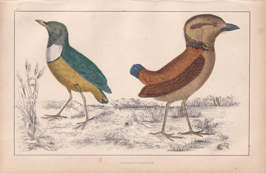 1850 PITTA Bird Print - Original Hand-Coloured Engraving - Bird Wall Art - Antique Bird Print - Bird Decor - 10 x 6.4 Inches