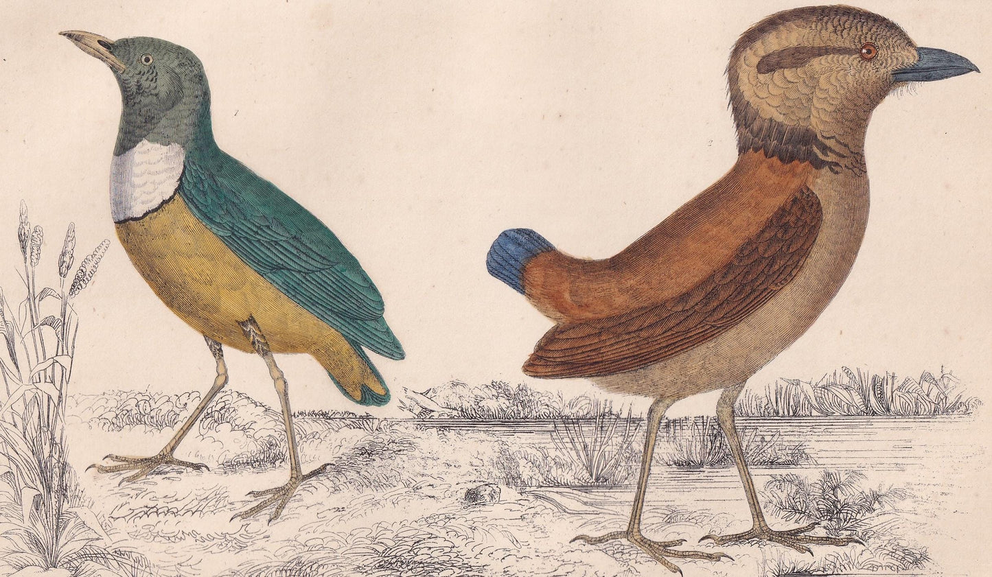 1850 PITTA Bird Print - Original Hand-Coloured Engraving - Bird Wall Art - Antique Bird Print - Bird Decor - 10 x 6.4 Inches