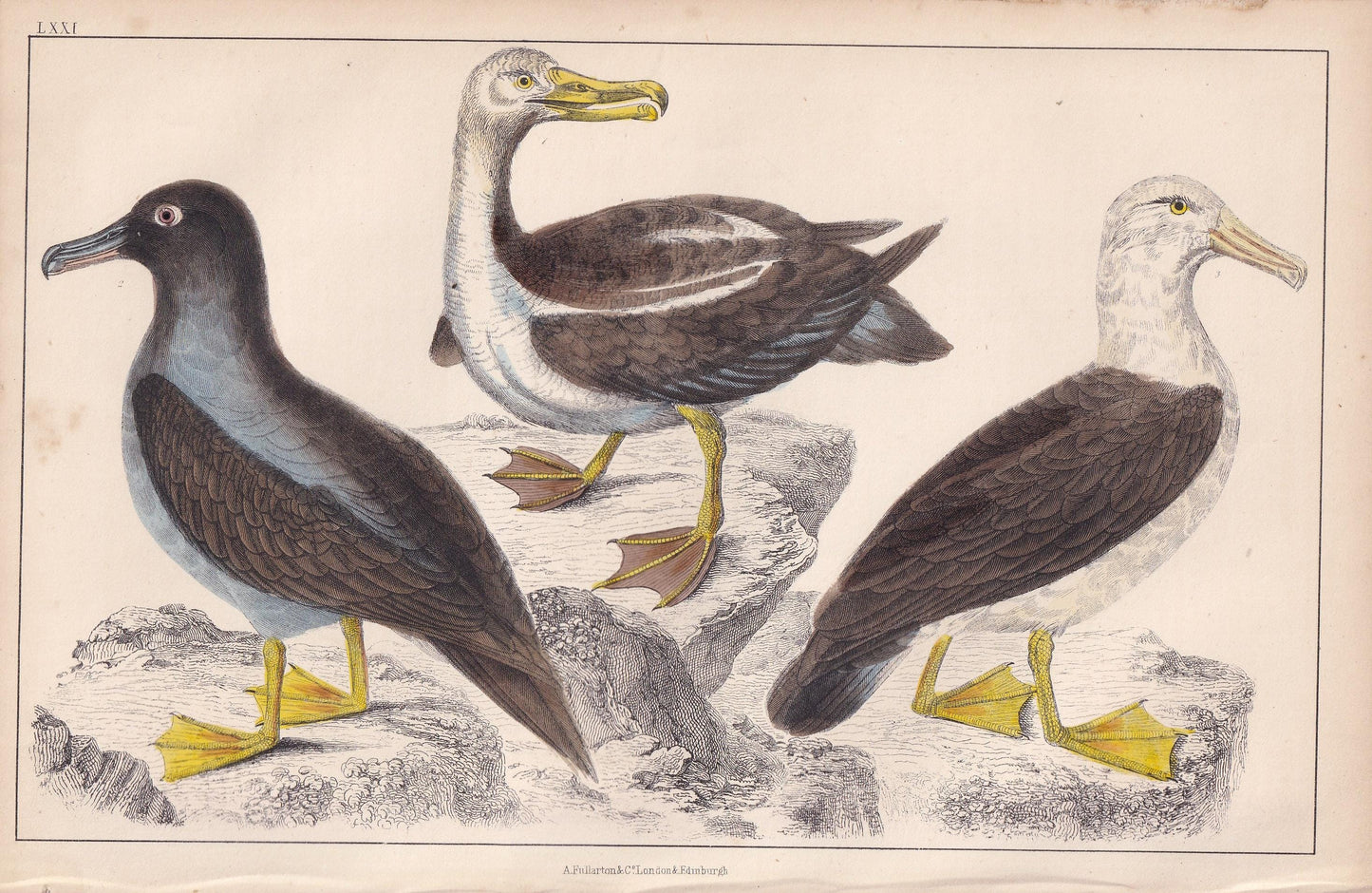 1850 ALBATROSS Bird Print - Original Hand-Coloured Engraving - Bird Wall Art - Antique Bird Print - Bird Decor - 10 x 6.4 Inches