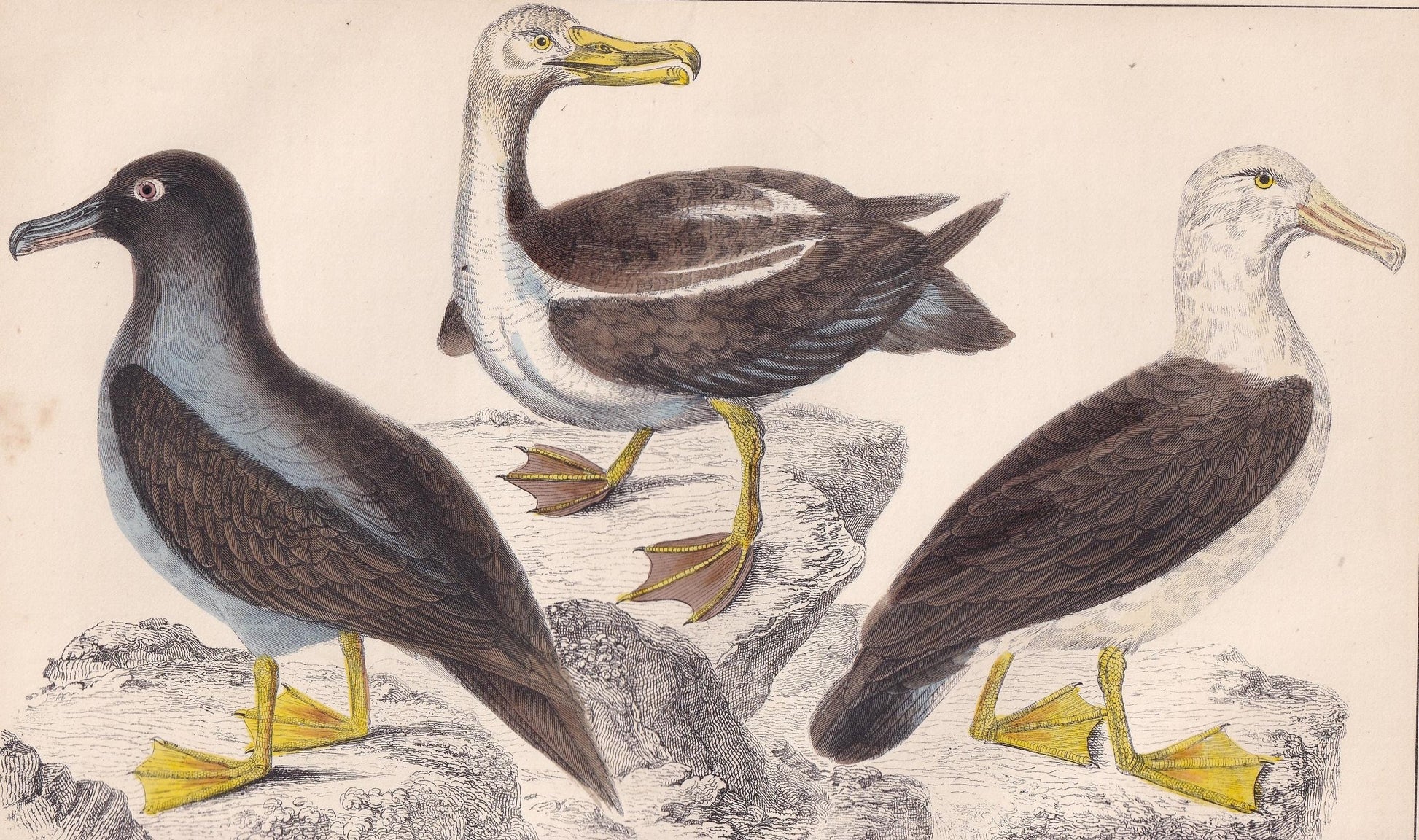 1850 ALBATROSS Bird Print - Original Hand-Coloured Engraving - Bird Wall Art - Antique Bird Print - Bird Decor - 10 x 6.4 Inches