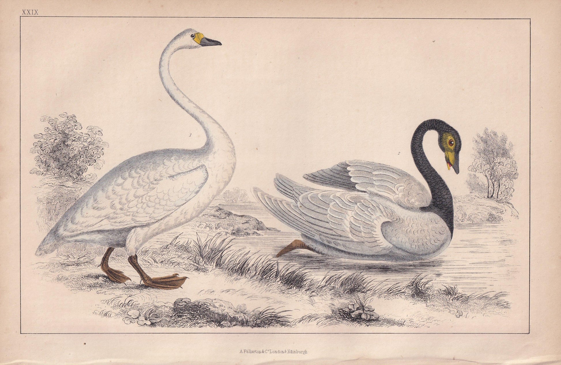 1850 SWAN Bird Print - Original Hand-Coloured Engraving - Bird Wall Art - Antique Bird Print - Bird Decor - 10 x 6.4 Inches