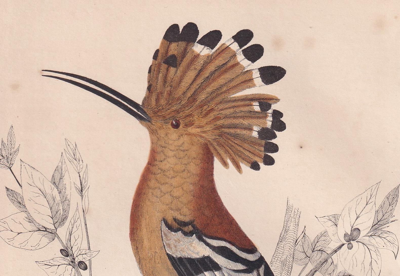 1850 HOOPOE Bird Print - Original Hand-Coloured Engraving - Bird Wall Art - Antique Bird Print - Bird Decor - 10 x 6.4 Inches