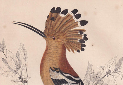 1850 HOOPOE Bird Print - Original Hand-Coloured Engraving - Bird Wall Art - Antique Bird Print - Bird Decor - 10 x 6.4 Inches
