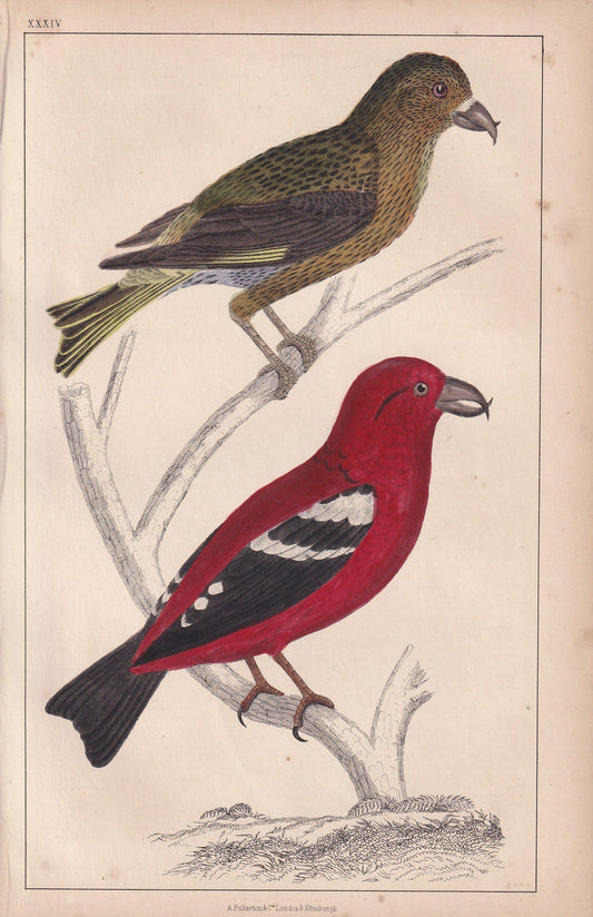 1850 CROSSBILL Bird Print - Original Hand-Coloured Engraving - Bird Wall Art - Antique Bird Print - Bird Decor - 10 x 6.4 Inches