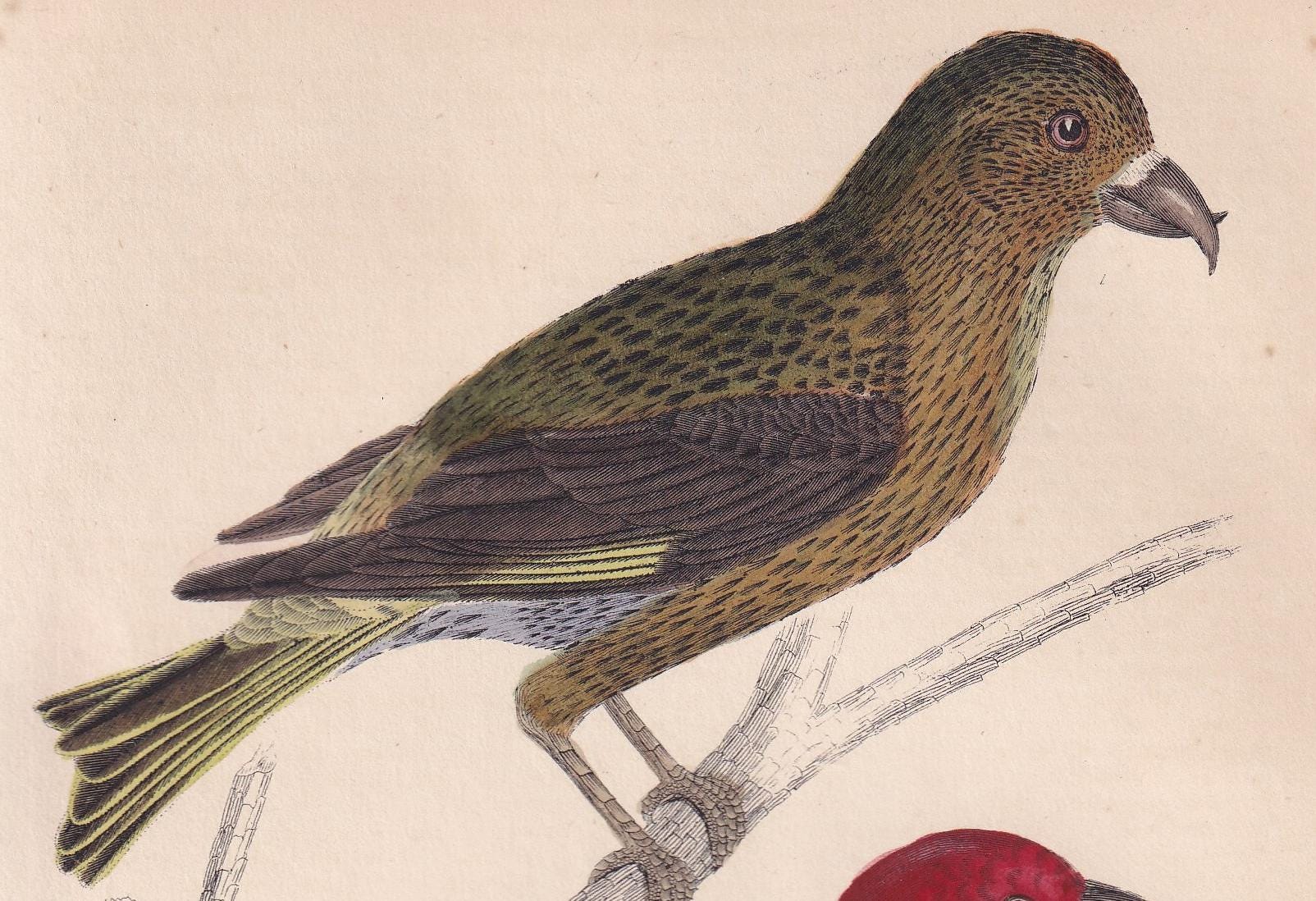 1850 CROSSBILL Bird Print - Original Hand-Coloured Engraving - Bird Wall Art - Antique Bird Print - Bird Decor - 10 x 6.4 Inches
