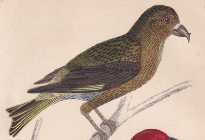 1850 CROSSBILL Bird Print - Original Hand-Coloured Engraving - Bird Wall Art - Antique Bird Print - Bird Decor - 10 x 6.4 Inches