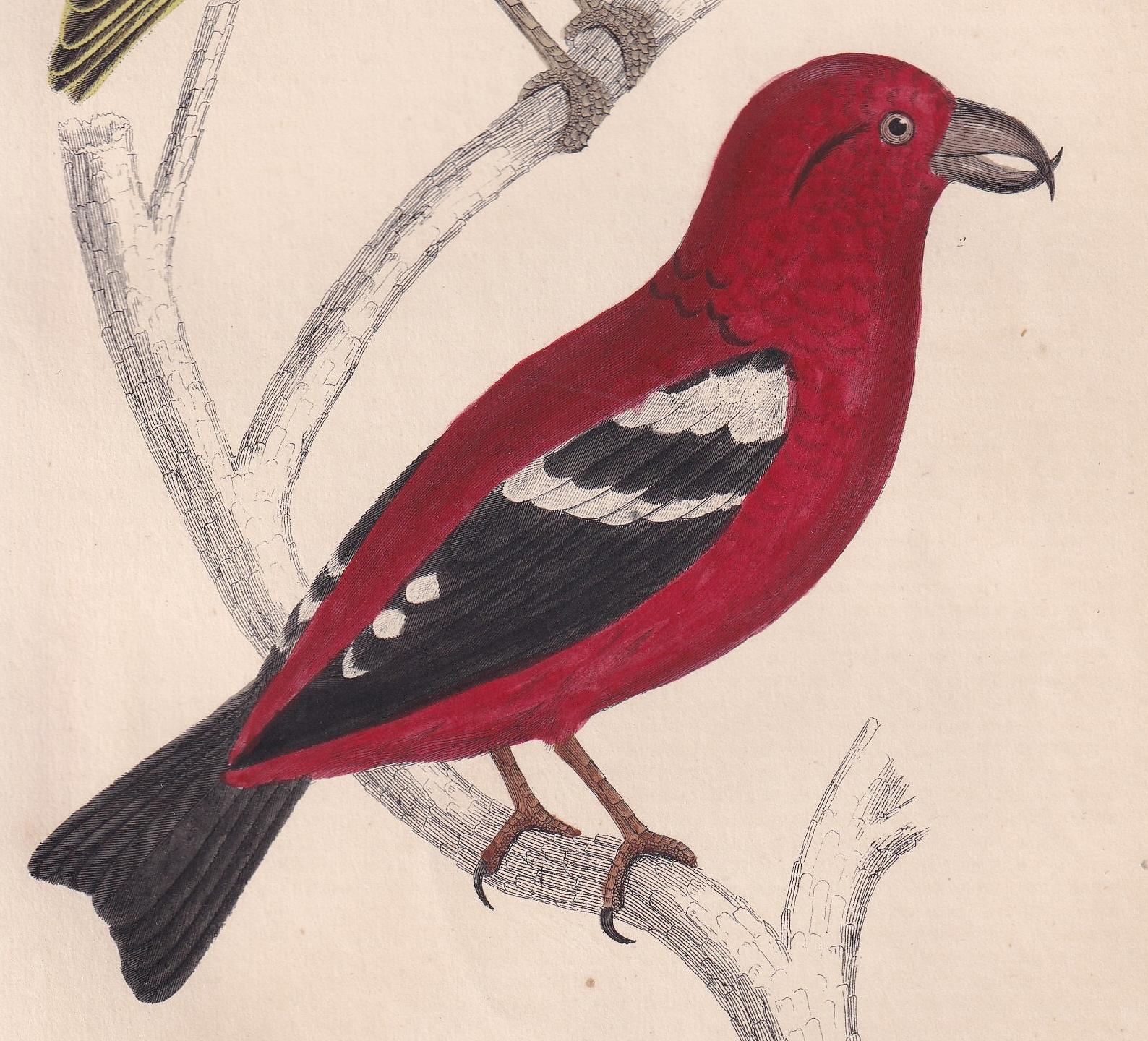 1850 CROSSBILL Bird Print - Original Hand-Coloured Engraving - Bird Wall Art - Antique Bird Print - Bird Decor - 10 x 6.4 Inches