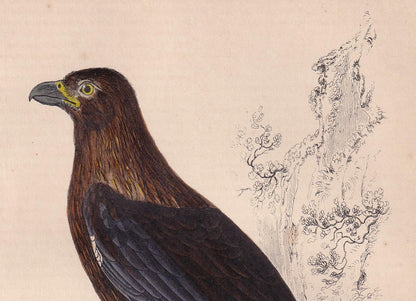 1850 CARACARA FALCON Bird Print - Original Hand-Coloured Engraving - Bird Wall Art - Antique Bird Print - Bird Decor - 10 x 6