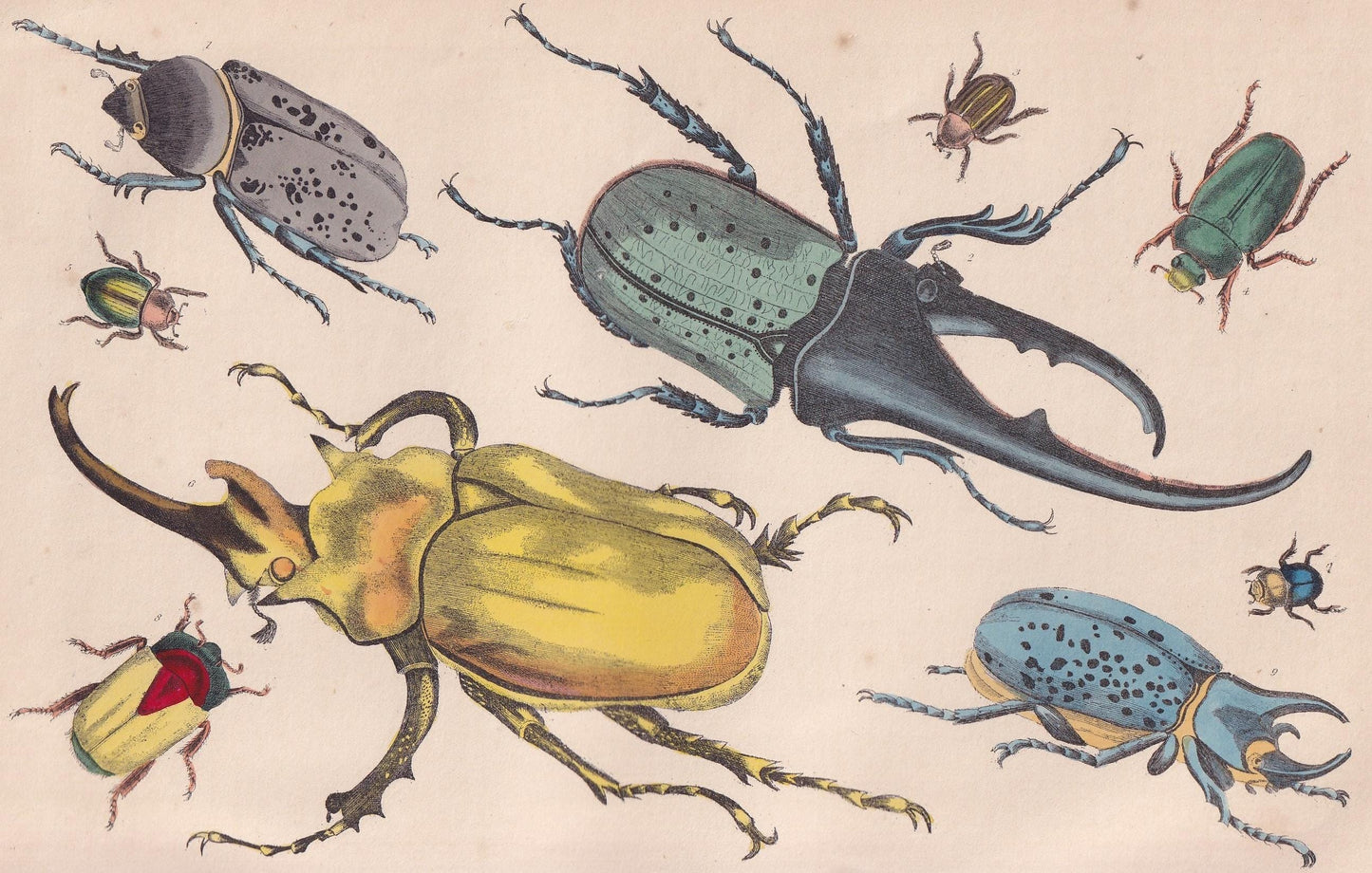 1850 BEETLE Print - Gigantic, Hercules, Elephant - Hand-Coloured Engraving - Insect Wall Art - Antique Beetle Decor - 10 x 6.4 Inches