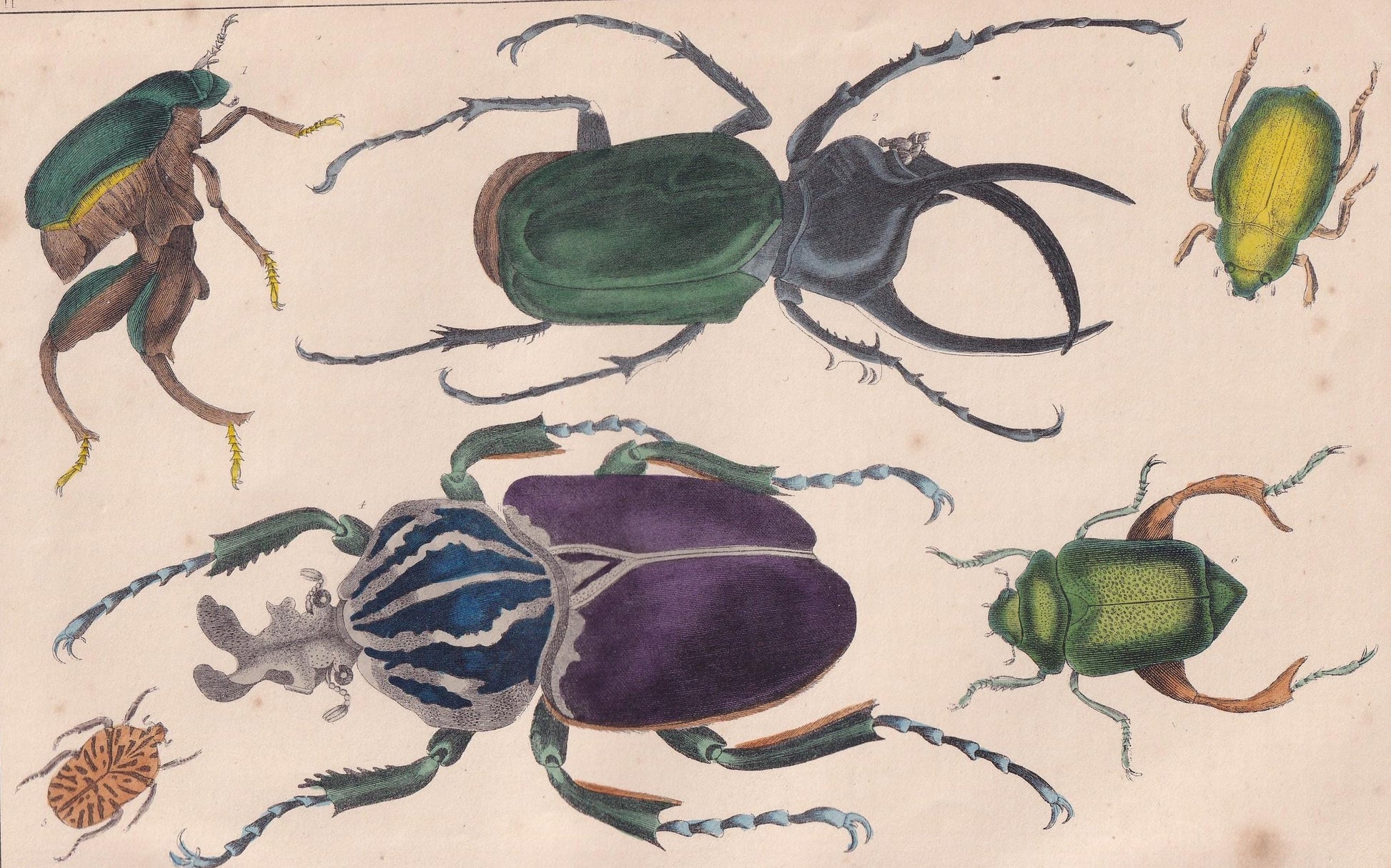 1850 BEETLE Print - Atlas, Goliath, Golden Beetles - Hand-Coloured Engraving - Insect Wall Art - Antique Beetle Decor - 10 x 6.4 Inches