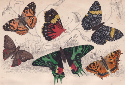 1850 BUTTERFLY Print - Painted Lady, Hamydryas, Merry, Elm - Hand-Coloured Engraving - Insect Wall Art - Antique Decor - 10 x 6.4 Inches