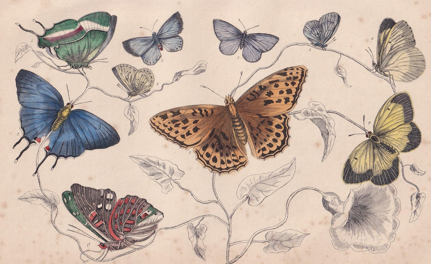1850 BUTTERFLY Print - Royal, Azure Blue, Silver Streak - Hand-Coloured Engraving - Insect Wall Art - Antique Decor - 10 x 6.4 Inches
