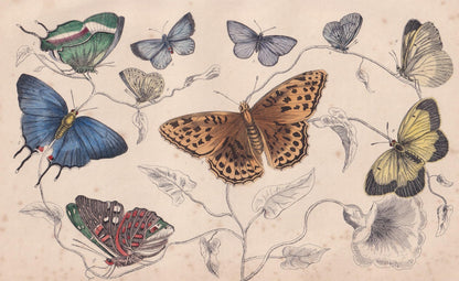 1850 BUTTERFLY Print - Royal, Azure Blue, Silver Streak - Hand-Coloured Engraving - Insect Wall Art - Antique Decor - 10 x 6.4 Inches
