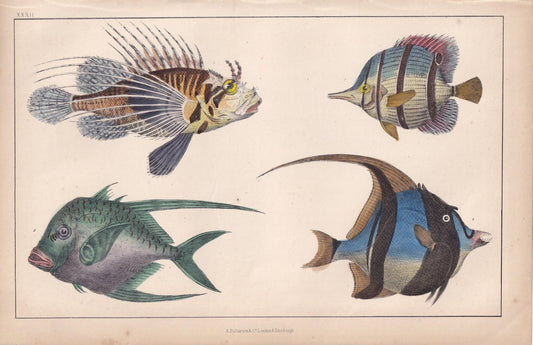 1850 TROPICAL FISH Print - Lionfish, Butterflyfish, Moorish Idol - Hand-Coloured Antique Engraving - Ocean Wall Art - 10 x 6.4 Inches