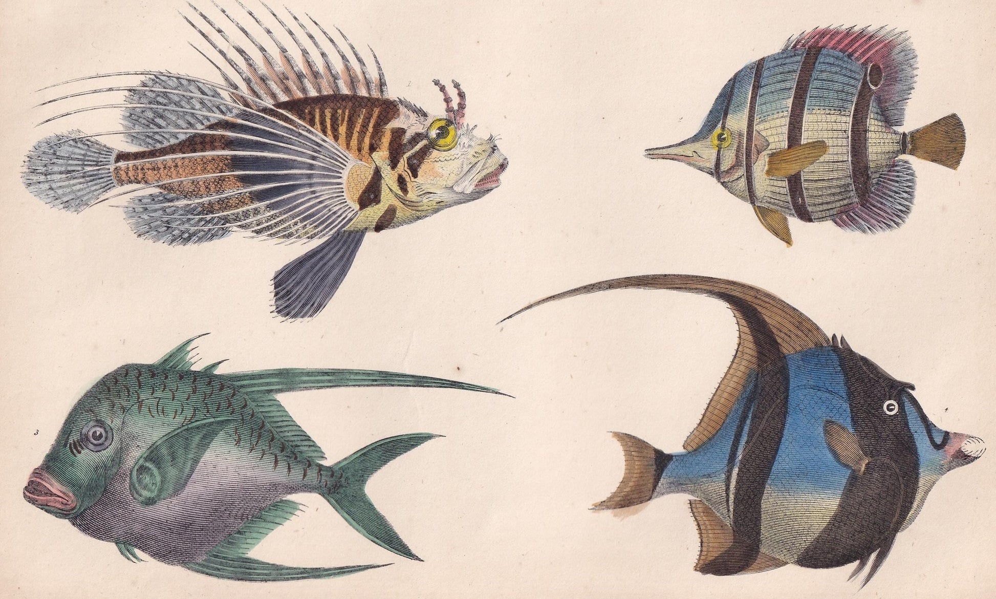 1850 TROPICAL FISH Print - Lionfish, Butterflyfish, Moorish Idol - Hand-Coloured Antique Engraving - Ocean Wall Art - 10 x 6.4 Inches