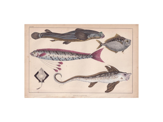 1850 FISH Print - Four-Eye Fish, Ray, Rabbitfish, John Dory - Original Hand-Coloured Antique Engraving - Ocean Wall Art - 10 x 6.4 Inches
