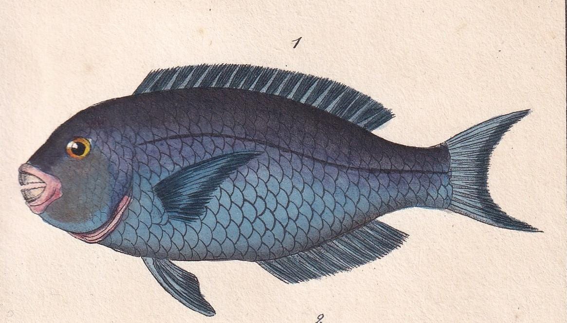 1834 PARROTFISH Fish Print - Hand-Coloured Antique Print - Lacepede - Fish Wall Art - Animal Gift Decor - 5.8 x 8.9 Inches