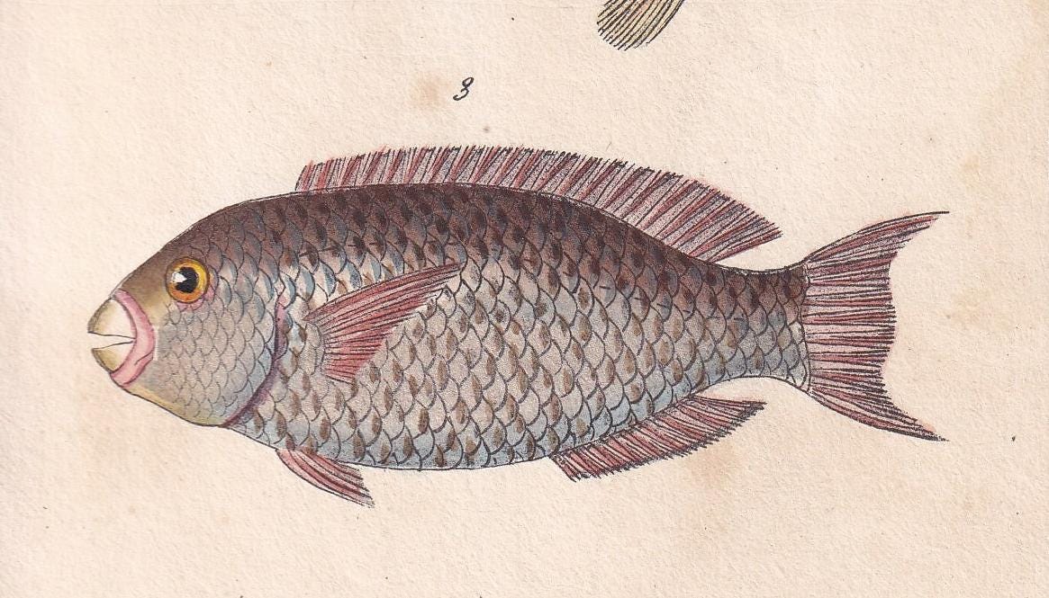 1834 PARROTFISH Fish Print - Hand-Coloured Antique Print - Lacepede - Fish Wall Art - Animal Gift Decor - 5.8 x 8.9 Inches