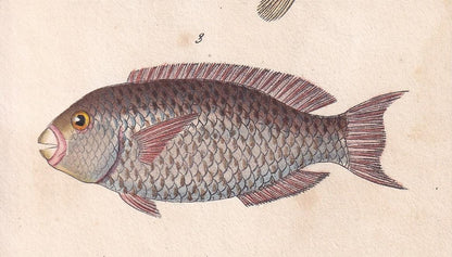 1834 PARROTFISH Fish Print - Hand-Coloured Antique Print - Lacepede - Fish Wall Art - Animal Gift Decor - 5.8 x 8.9 Inches