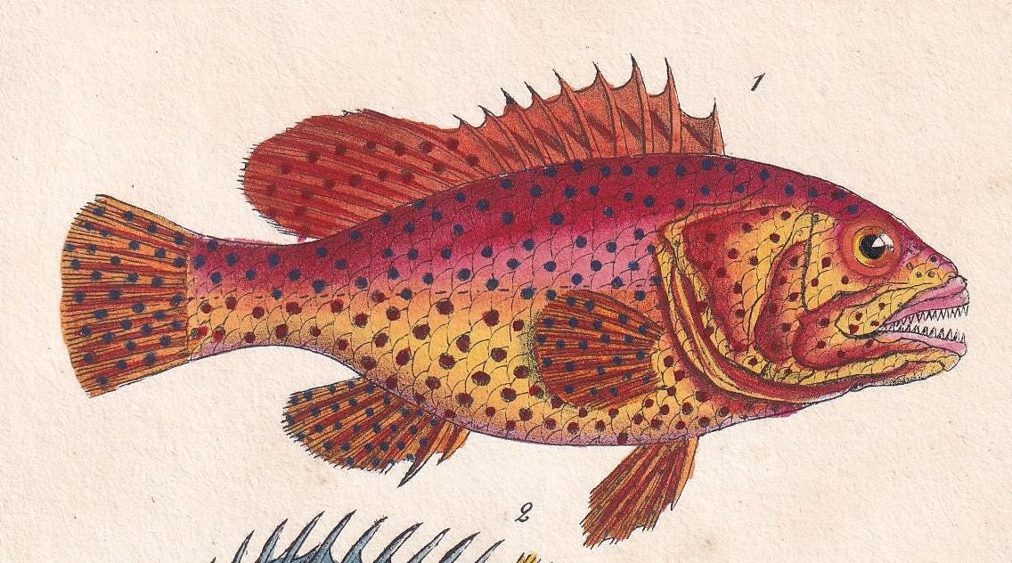 1834 SEA BREAM & TRIPLETAIL Fish Print - Hand-Coloured Antique Print - Lacepede - Fish Wall Art - Animal Gift Decor - 5.8 x 8.9 Inches