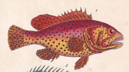 1834 SEA BREAM & TRIPLETAIL Fish Print - Hand-Coloured Antique Print - Lacepede - Fish Wall Art - Animal Gift Decor - 5.8 x 8.9 Inches