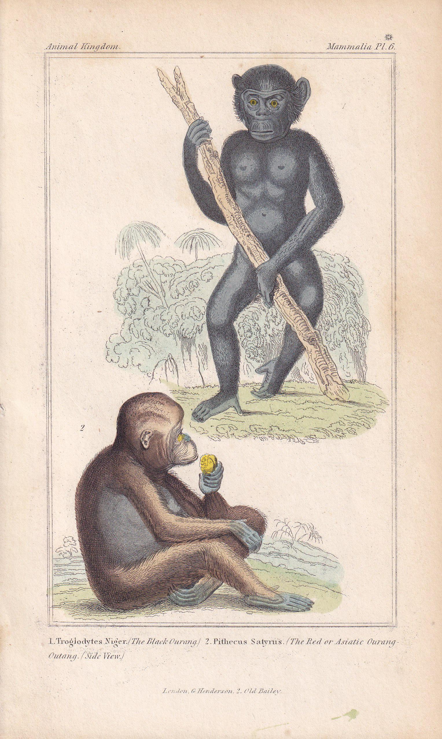 1834 CHIMPANZEE & ORANGUTAN Print - Hand-Coloured Antique Print - Cuvier - Animal Wall Art - Monkey Ape - Gift Decor - 5.3 x 8.2 Inches