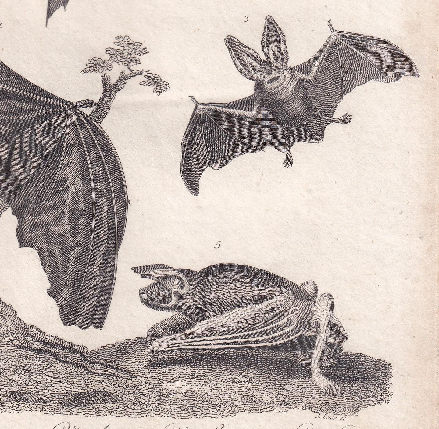 Rare! 1828 BAT Print - Original Antique Copper Engraving - Bat Wall Art - Vampire Bat - Halloween Decor - 8.1 x 10.5 Inches