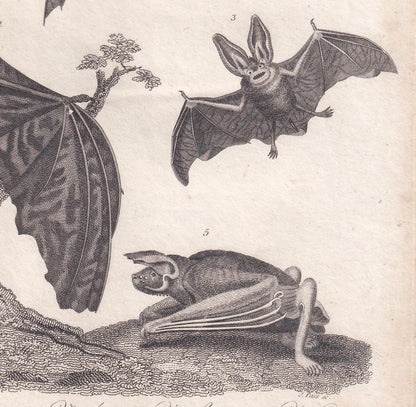 Rare! 1828 BAT Print - Original Antique Copper Engraving - Bat Wall Art - Vampire Bat - Halloween Decor - 8.1 x 10.5 Inches