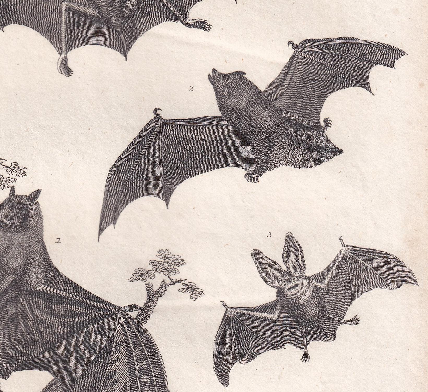 Rare! 1828 BAT Print - Original Antique Copper Engraving - Bat Wall Art - Vampire Bat - Halloween Decor - 8.1 x 10.5 Inches