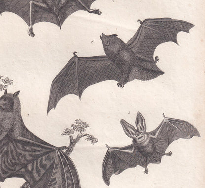 Rare! 1828 BAT Print - Original Antique Copper Engraving - Bat Wall Art - Vampire Bat - Halloween Decor - 8.1 x 10.5 Inches