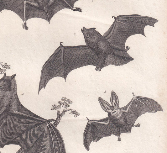 Rare! 1828 BAT Print - Original Antique Copper Engraving - Bat Wall Art - Vampire Bat - Halloween Decor - 8.1 x 10.5 Inches