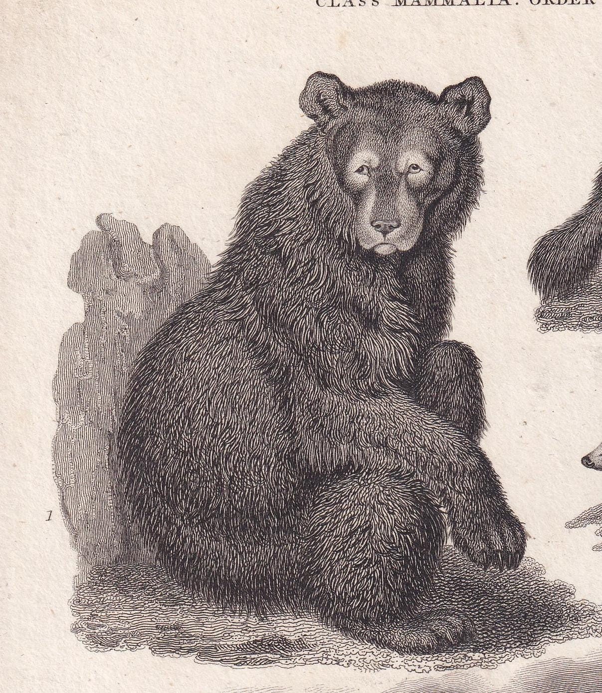 Rare! 1811 BEAR, POLAR BEAR, Wolverine & Badger Print - Original Antique Copper Engraving - Bear Wall Art - 8.2 x 10.4 Inches