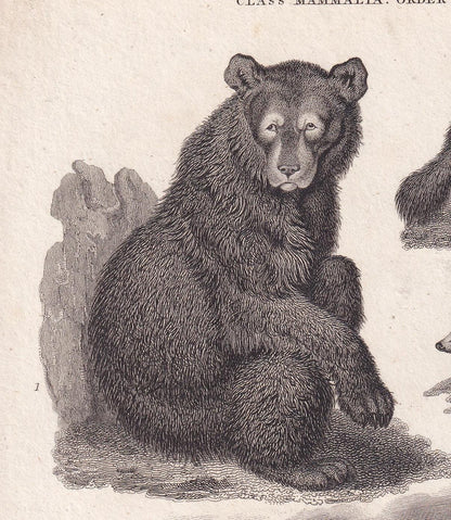Rare! 1811 BEAR, POLAR BEAR, Wolverine & Badger Print - Original Antique Copper Engraving - Bear Wall Art - 8.2 x 10.4 Inches