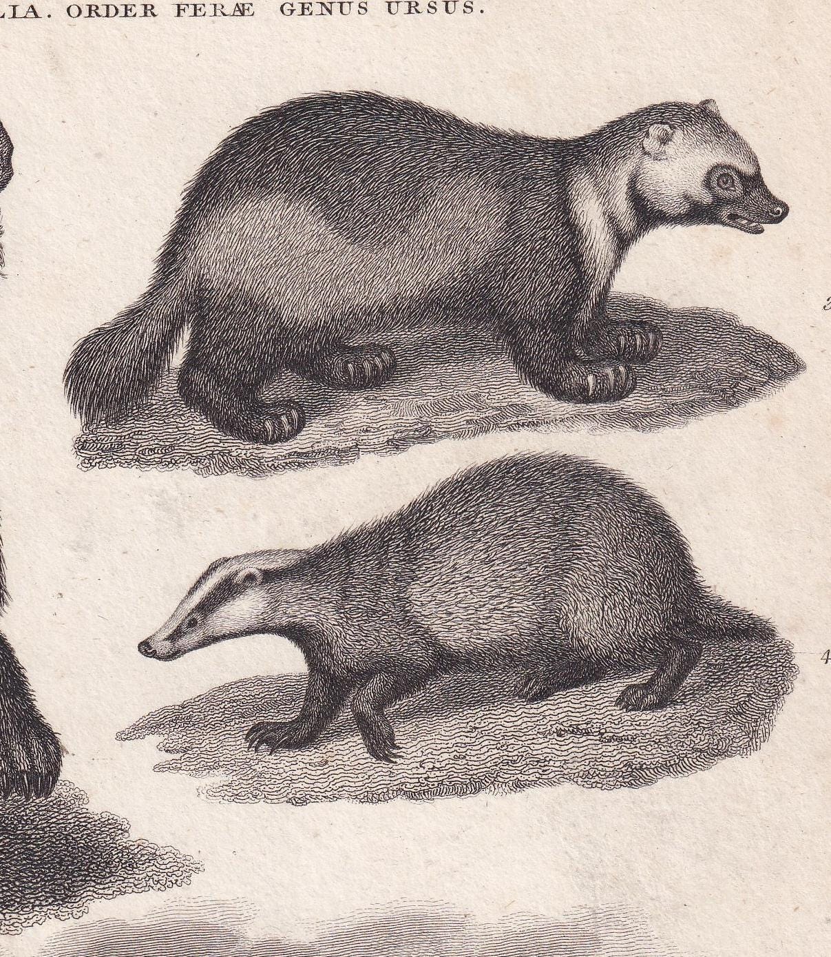Rare! 1811 BEAR, POLAR BEAR, Wolverine & Badger Print - Original Antique Copper Engraving - Bear Wall Art - 8.2 x 10.4 Inches