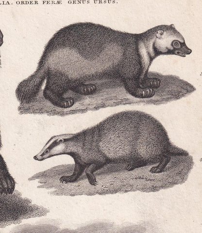 Rare! 1811 BEAR, POLAR BEAR, Wolverine & Badger Print - Original Antique Copper Engraving - Bear Wall Art - 8.2 x 10.4 Inches