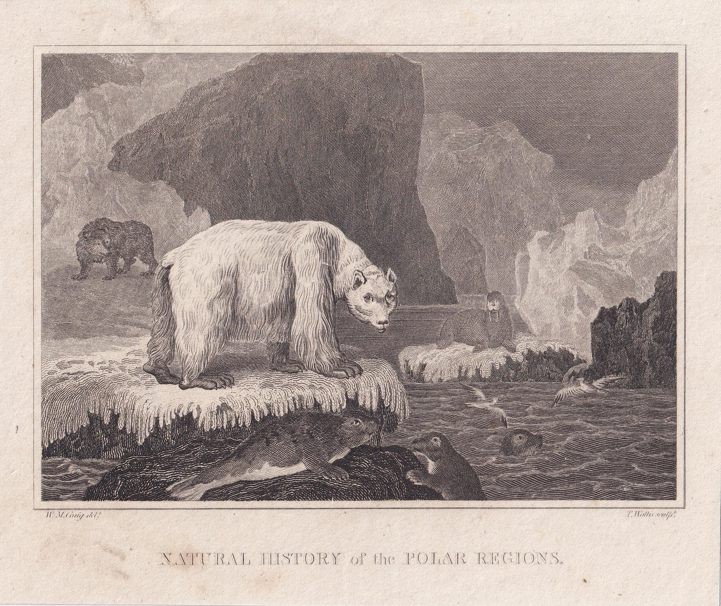 Rare! 1805 POLAR BEAR, SEAL, & Walrus Print - Original Antique Hand-Coloured Copper Engraving - Arctic Wall Art Decor - 7.9 x 6.6 Inches