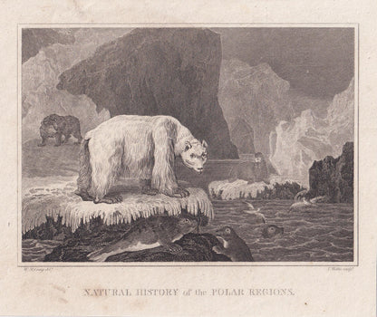 Rare! 1805 POLAR BEAR, SEAL, & Walrus Print - Original Antique Hand-Coloured Copper Engraving - Arctic Wall Art Decor - 7.9 x 6.6 Inches