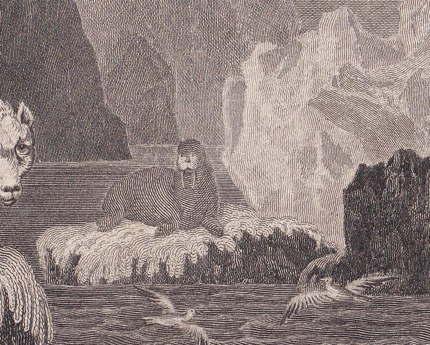 Rare! 1805 POLAR BEAR, SEAL, & Walrus Print - Original Antique Hand-Coloured Copper Engraving - Arctic Wall Art Decor - 7.9 x