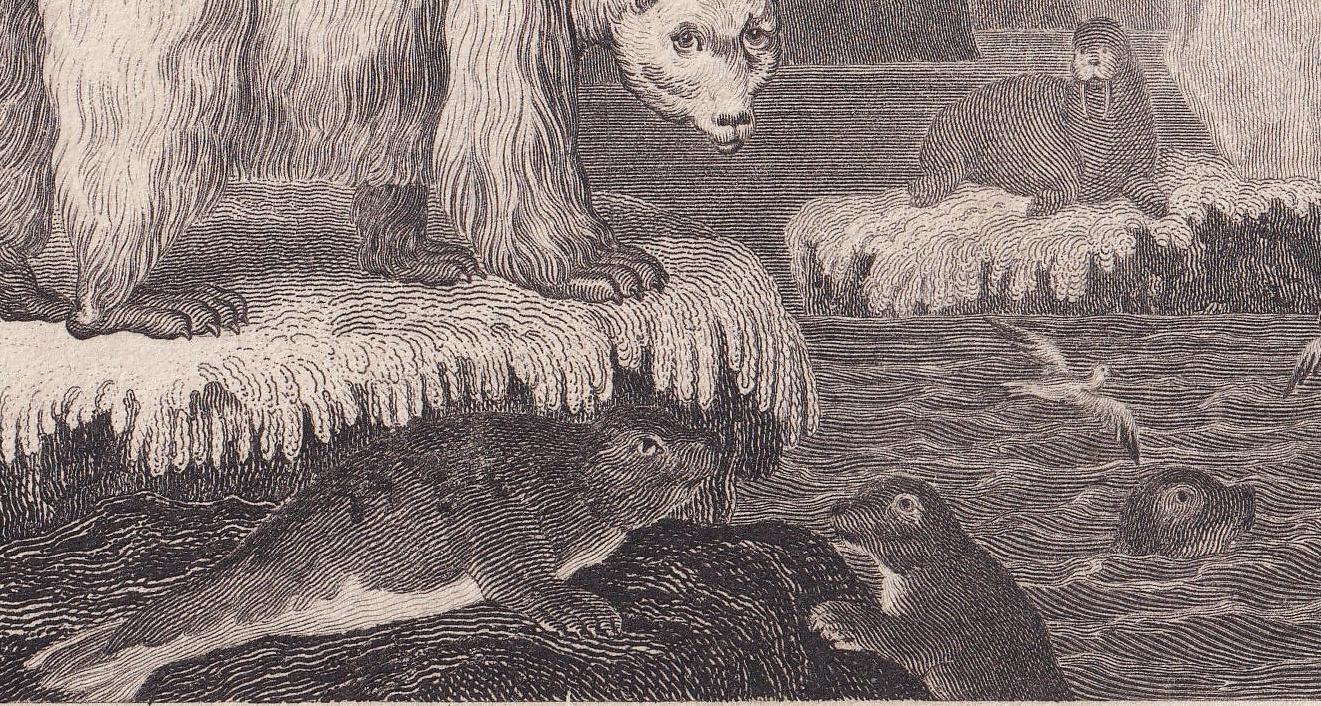Rare! 1805 POLAR BEAR, SEAL, & Walrus Print - Original Antique Hand-Coloured Copper Engraving - Arctic Wall Art Decor - 7.9 x