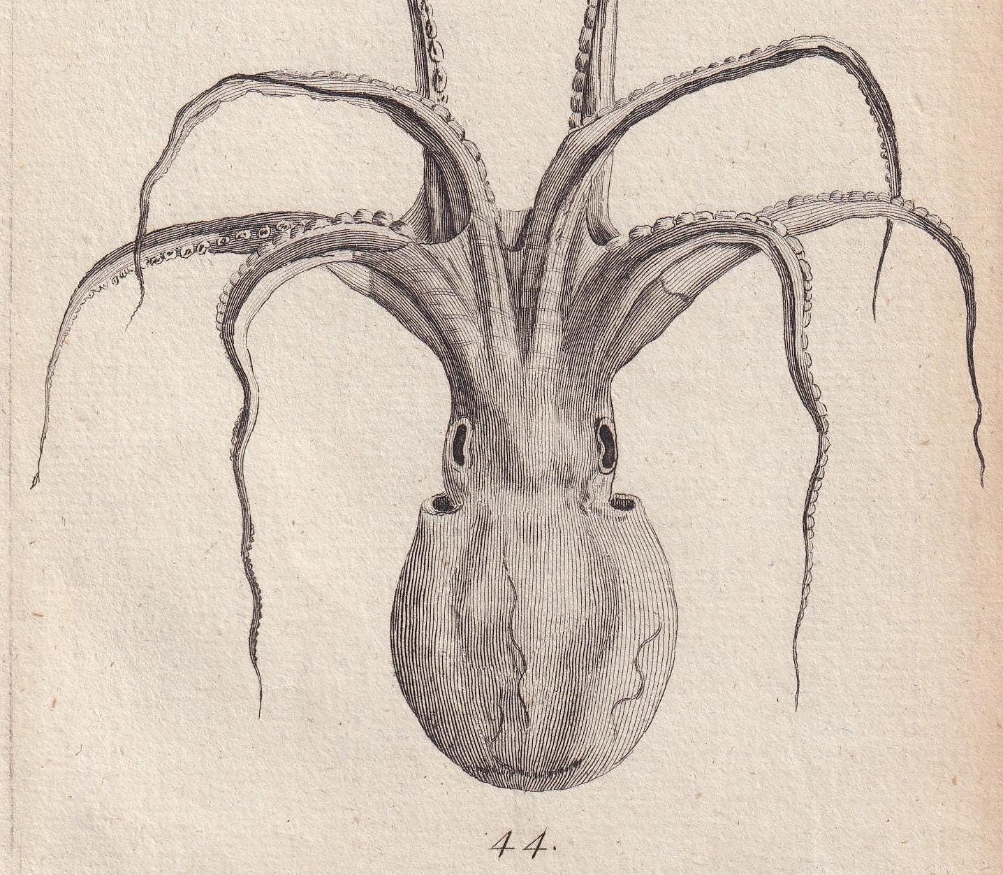 Rare! 1776 SQUID Print - Original Antique Copper Engraving - Ocean Wall Art - Sea Life Decor - 4.9 x 8.1 Inches