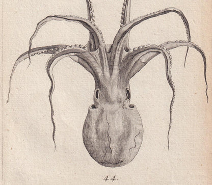 Rare! 1776 SQUID Print - Original Antique Copper Engraving - Ocean Wall Art - Sea Life Decor - 4.9 x 8.1 Inches