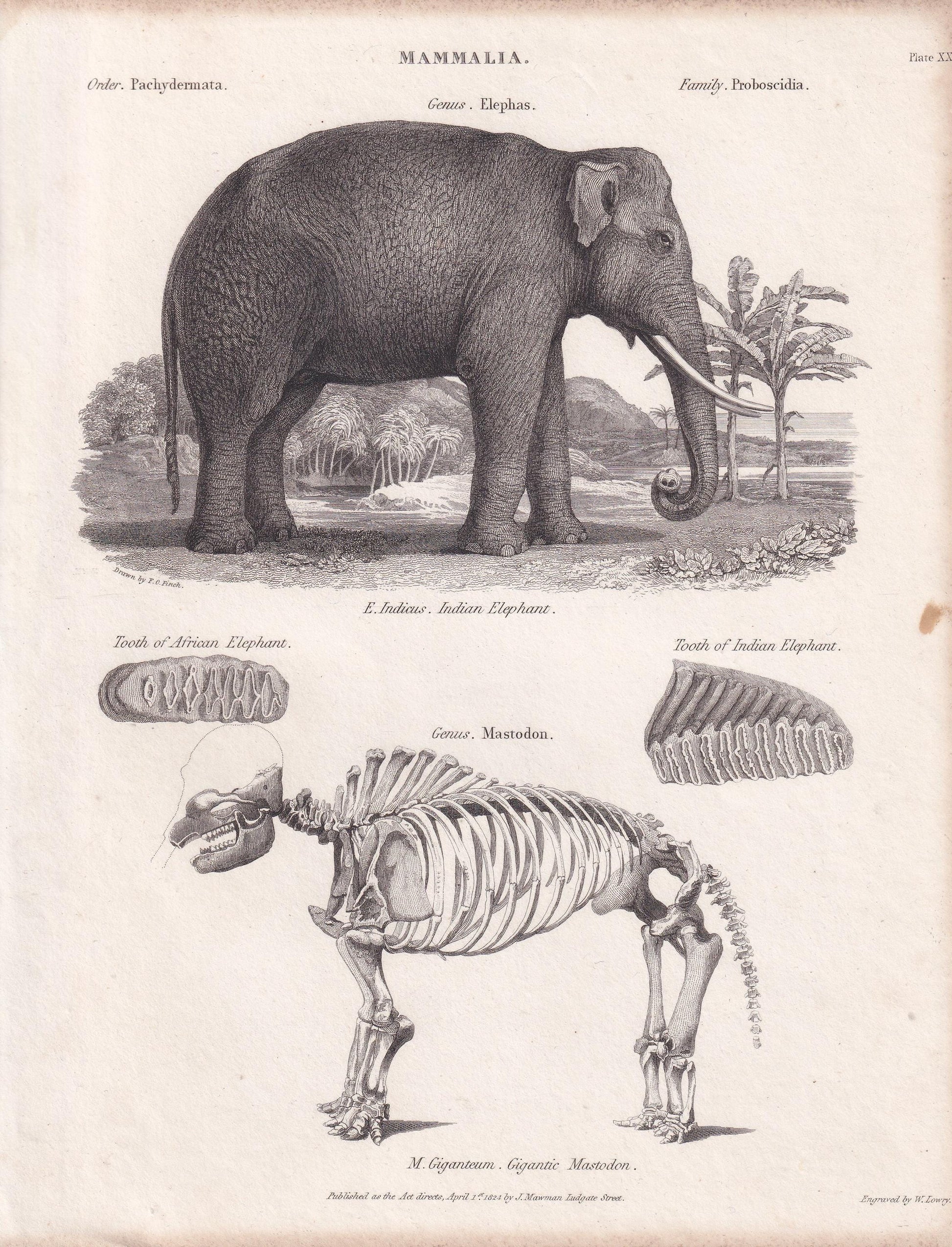 Rare! 1824 ELEPHANT & MASTODON SKELETON Print - Original Antique Copper Engraving - Animal Wall Art Gift - 8.25 x 10.8 Inches