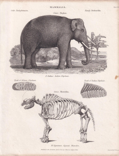 Rare! 1824 ELEPHANT & MASTODON SKELETON Print - Original Antique Copper Engraving - Animal Wall Art Gift - 8.25 x 10.8 Inches