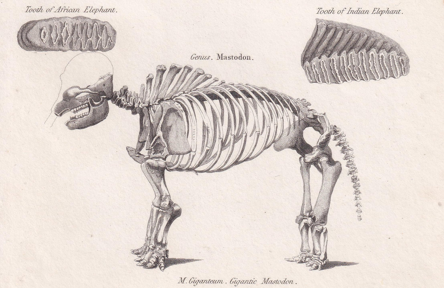 Rare! 1824 ELEPHANT & MASTODON SKELETON Print - Original Antique Copper Engraving - Animal Wall Art Gift - 8.25 x 10.8 Inches